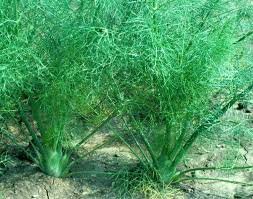 Salisbury Grange Fennel