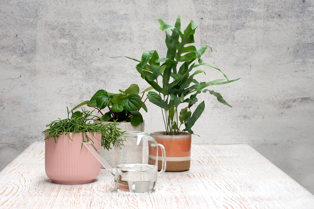 Glass Watering Can