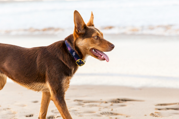 Anipal Dog Collar - Billie the Bilby