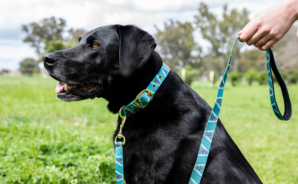 Anipal Dog Collar - Koala