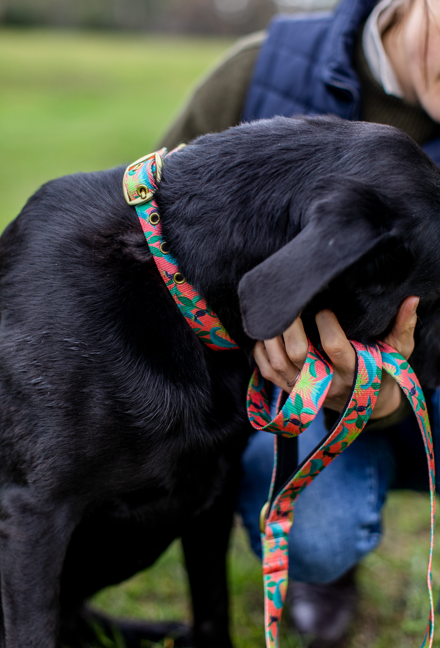 Anipal Dog Collar - Black Cockatoo