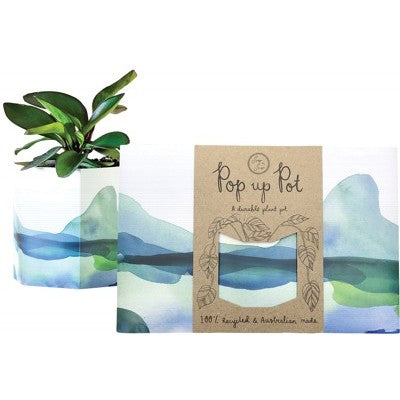 SowNSow Pop Up Pot Small