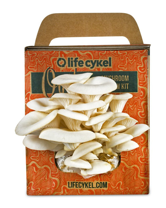 Oyster Mushroom Box